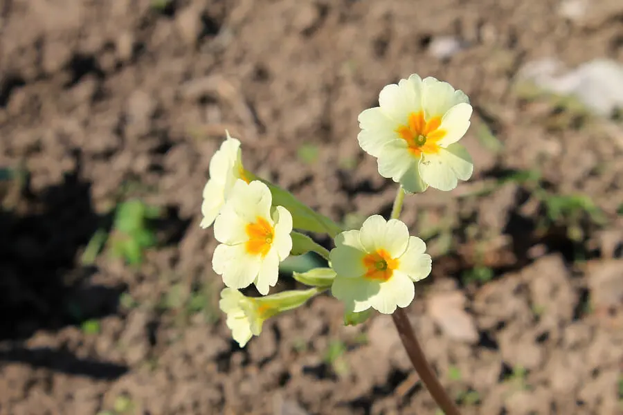 Clavelina, flores de verano pequeñas