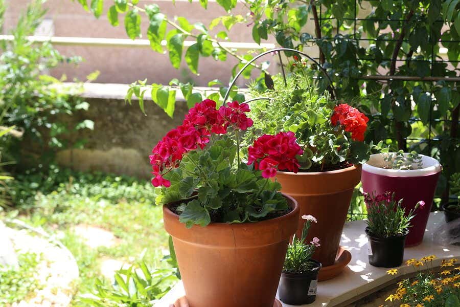 Flores de verano: 6 opciones para tu jardín