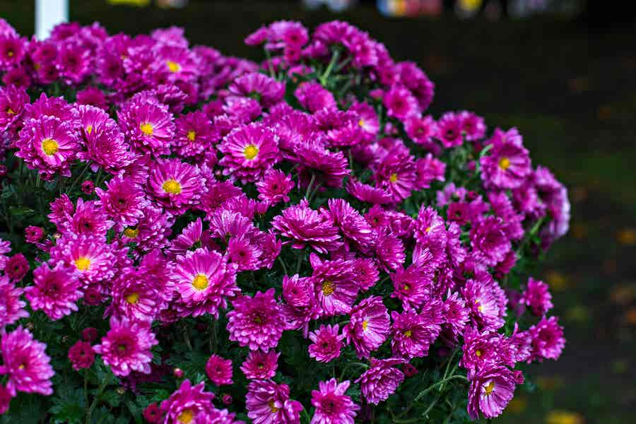 Margarita Chrysanthemum furtescens