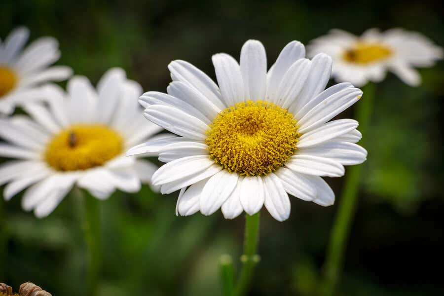 Margarita es una flor blanca para decorar el jardín.