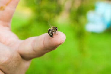 4 aceites esenciales para calmar las picaduras de abejas