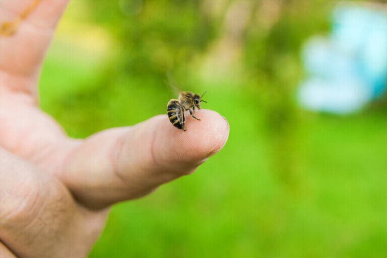 4 aceites esenciales para calmar las picaduras de abejas