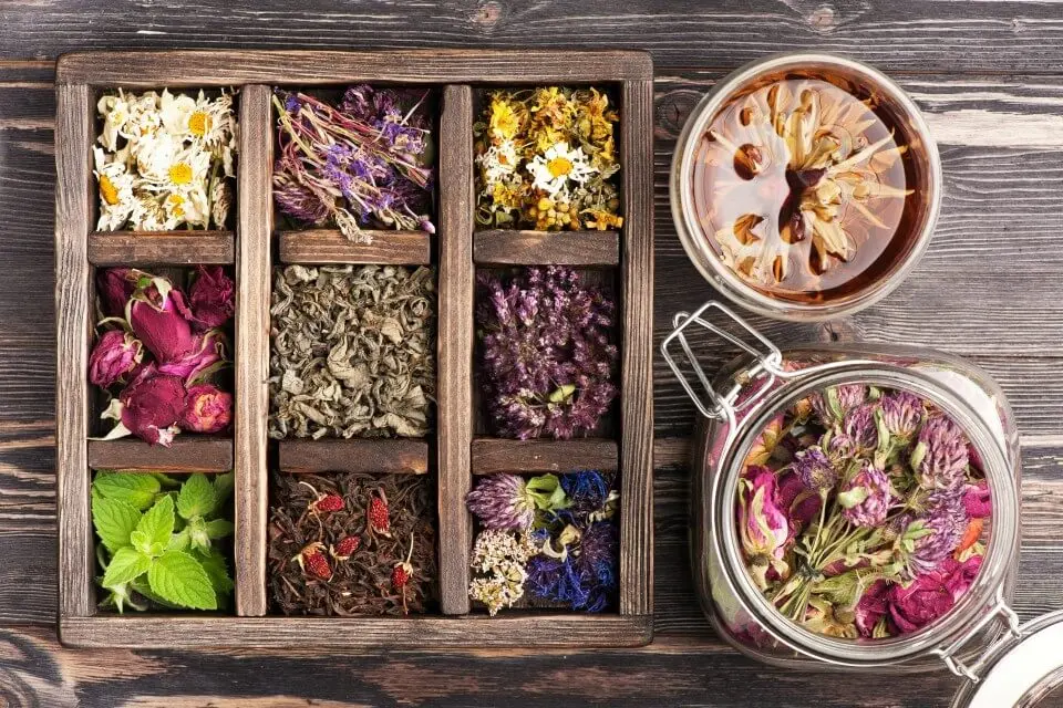 Plantas de fitoterapia
