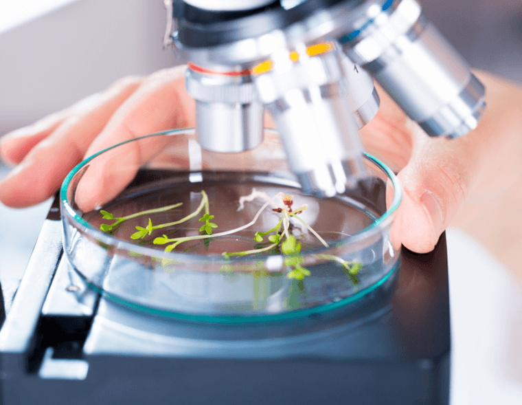 Plantas laboratorio