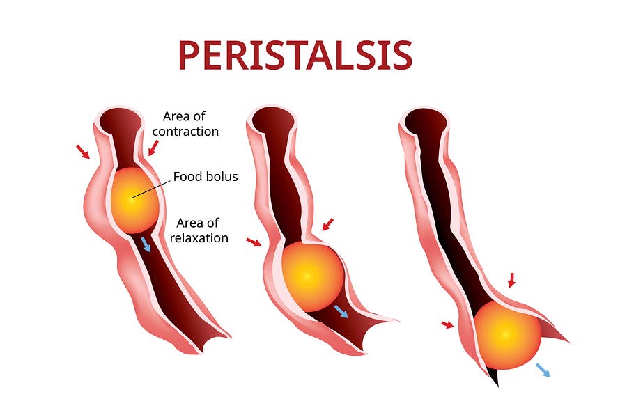 Peristaltismo