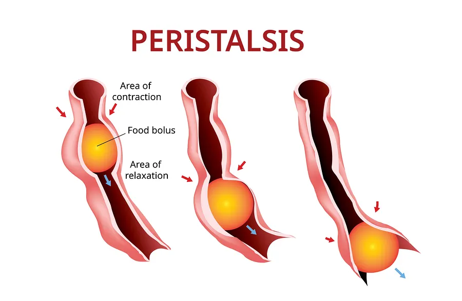 Peristaltismo
