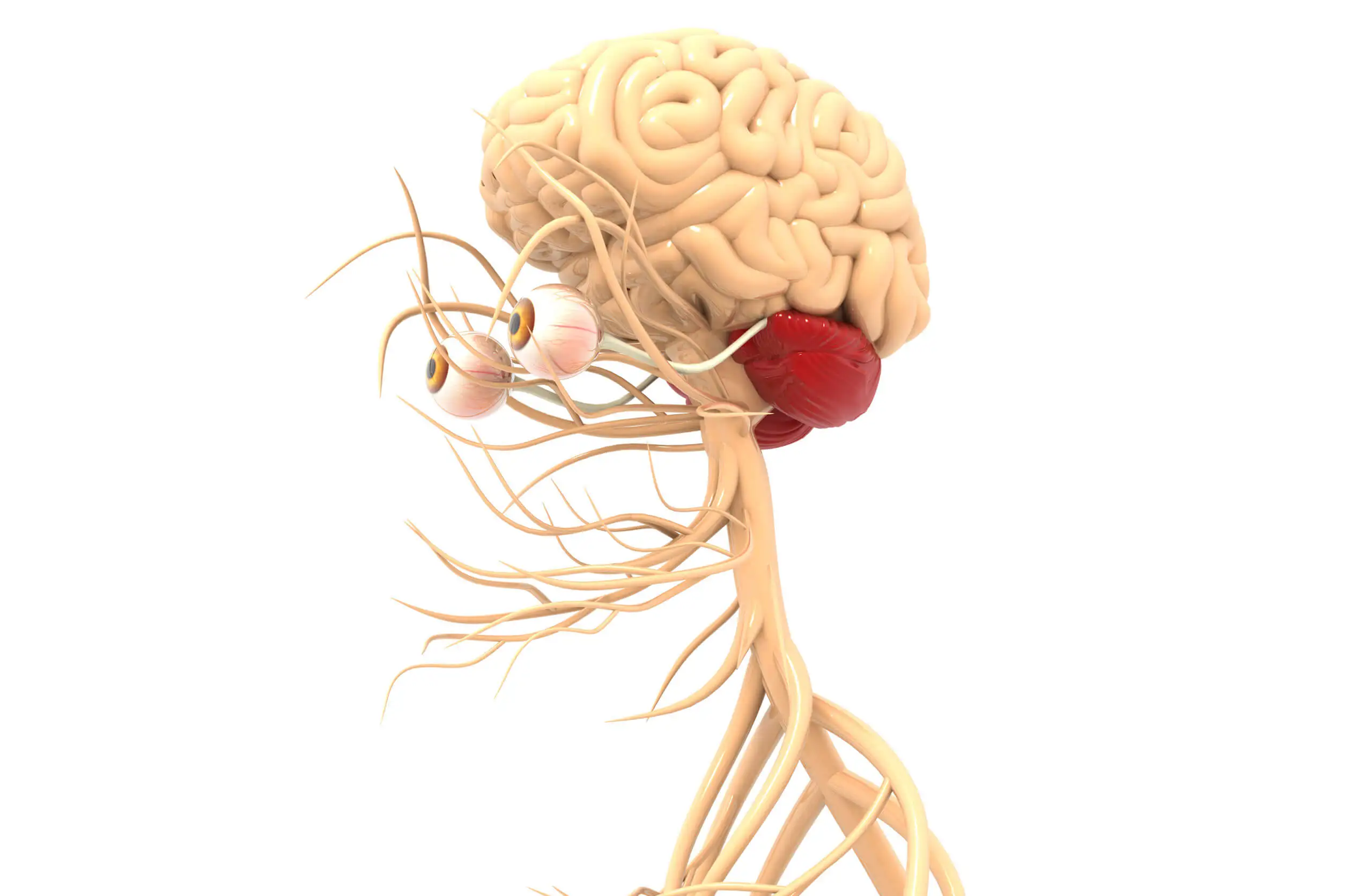 Los efectos del alcohol afectan el cerebelo.