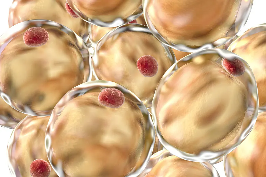 adipocitos, productores de adinopectina