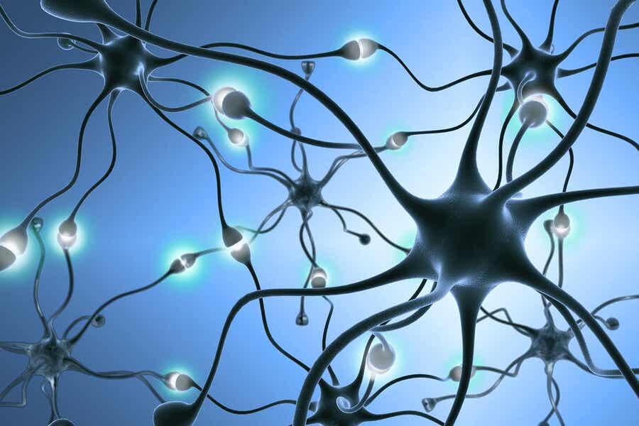 Neuronas con receptores endocannabinoides.