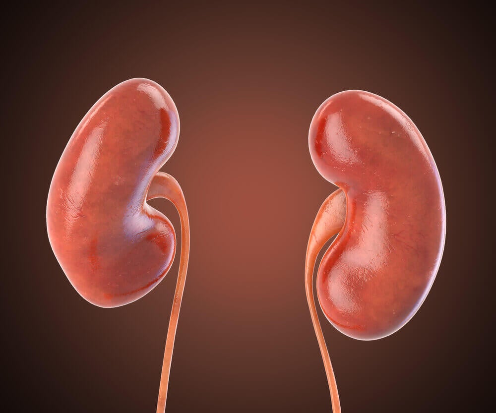 Two kidneys.