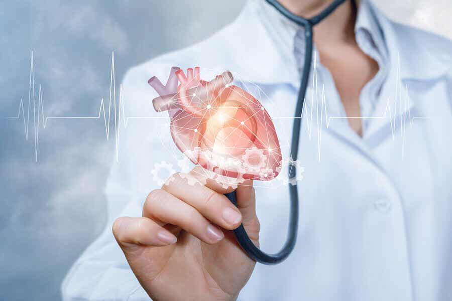 Анатомия на човешкото сърце