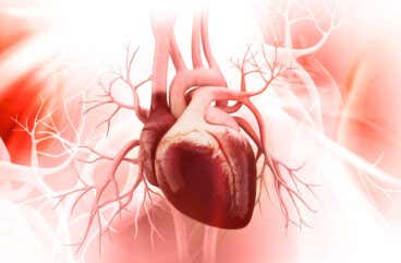 Las partes del corazón y sus funciones