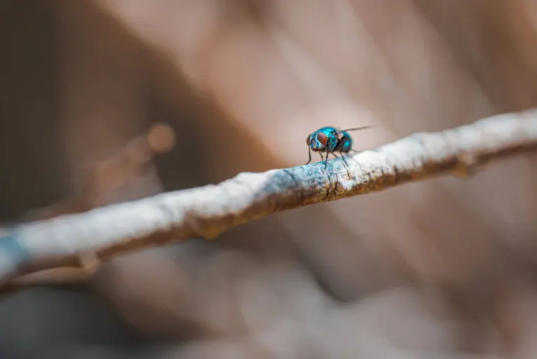 Miasis: causas y tipos