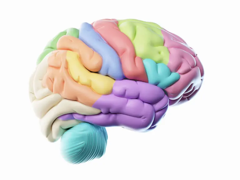 Lóbulos cerebrales, ¿cuáles son?