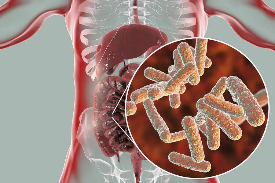 Microbiota intestinal