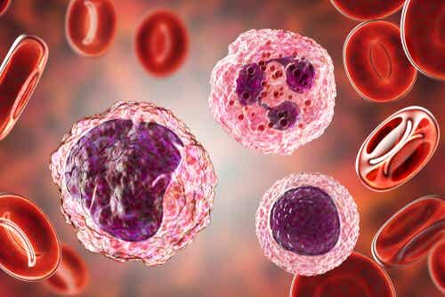 Monocitos altos en sangre: síntomas y tratamientos