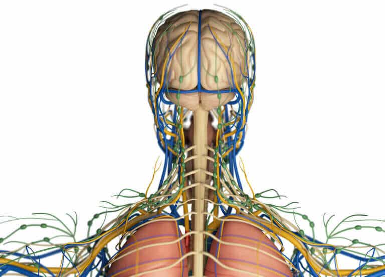 ¿Cuál es la función del sistema linfático en el organismo?