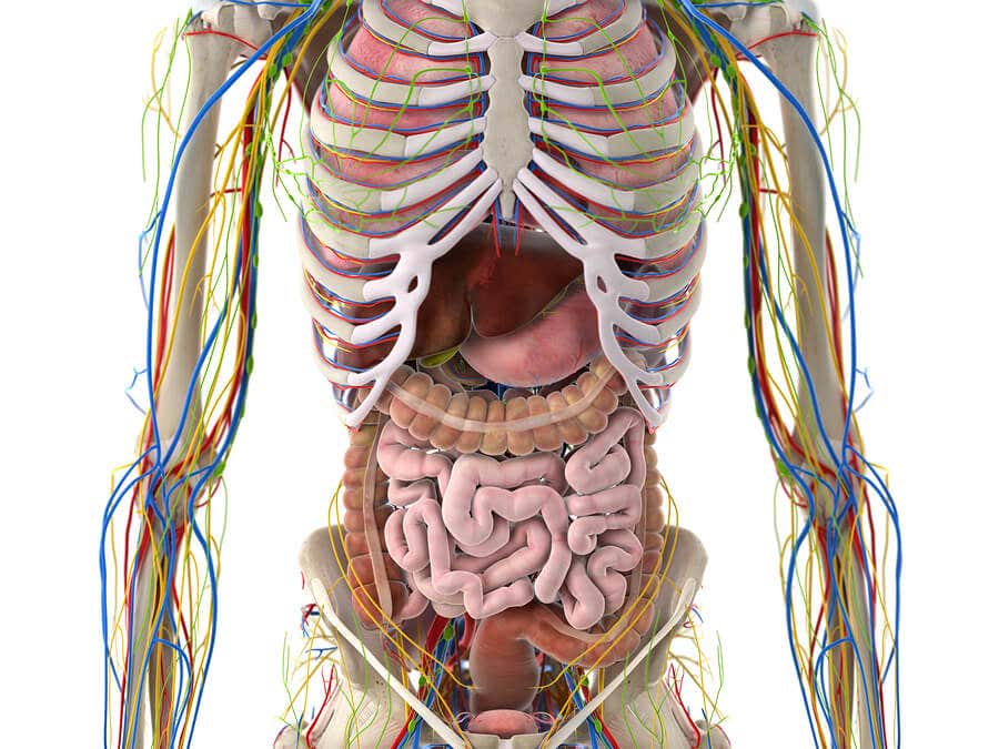 Cuáles son las partes del sistema linfático