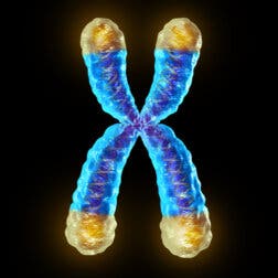 ¿Qué son los telómeros?