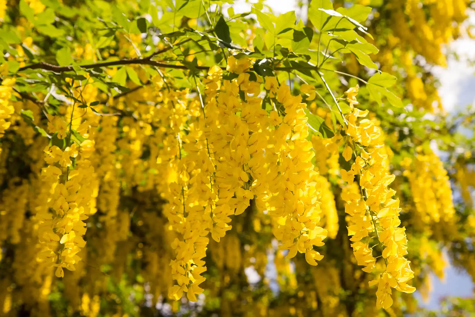 Árbol en el jardín.