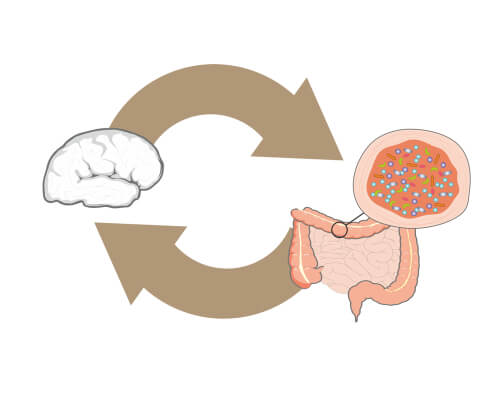 bacterias intestinales y cerebro