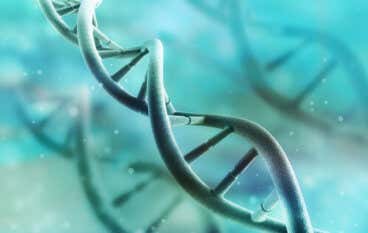 ¿Cómo funciona el ADN?