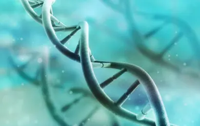 ¿Cómo funciona el ADN?