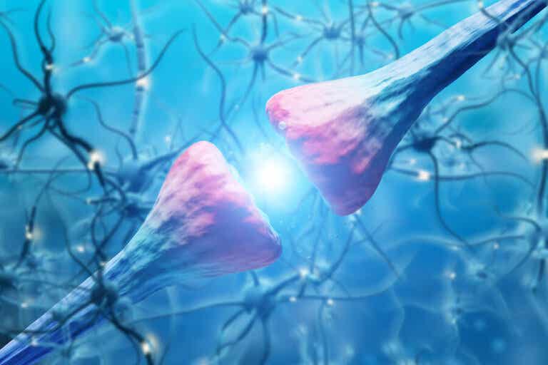¿Cómo funcionan las neuronas?