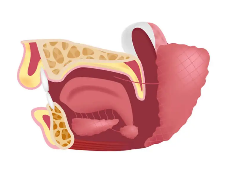 Glándulas submaxilares: ¿para qué sirven?