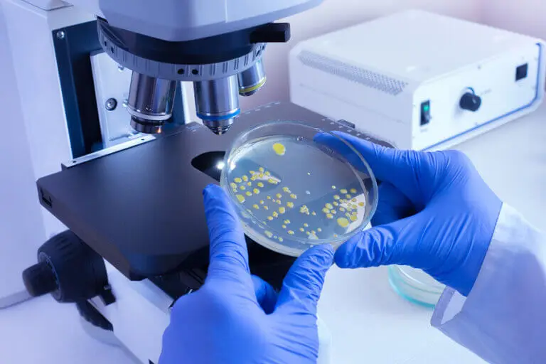 Las diferencias entre virus y bacterias
