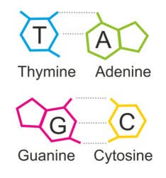 Purinas: todo lo que tienes que saber