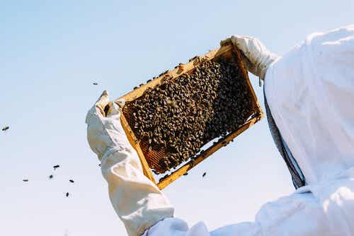 apicultura produce jalea real
