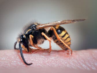 ¿Qué hacer ante una picadura de una avispa asiática?
