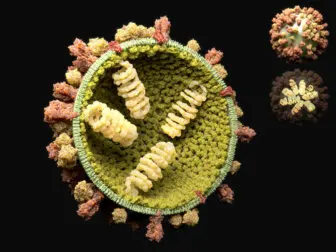 El ciclo reproductivo de los virus
