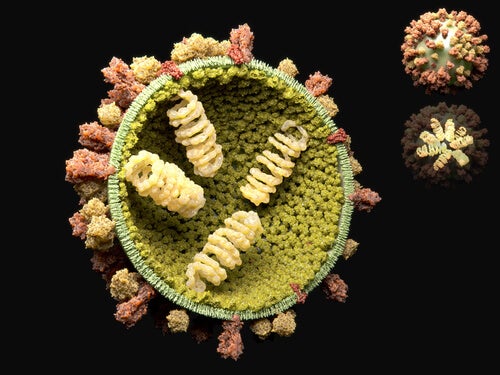El ciclo reproductivo de los virus