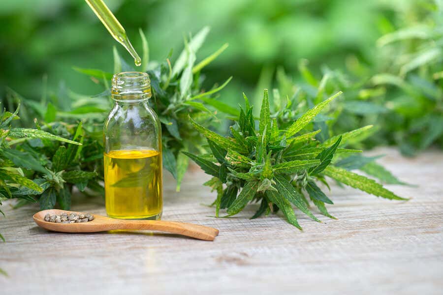 Cannabis sativa e olio di CBD