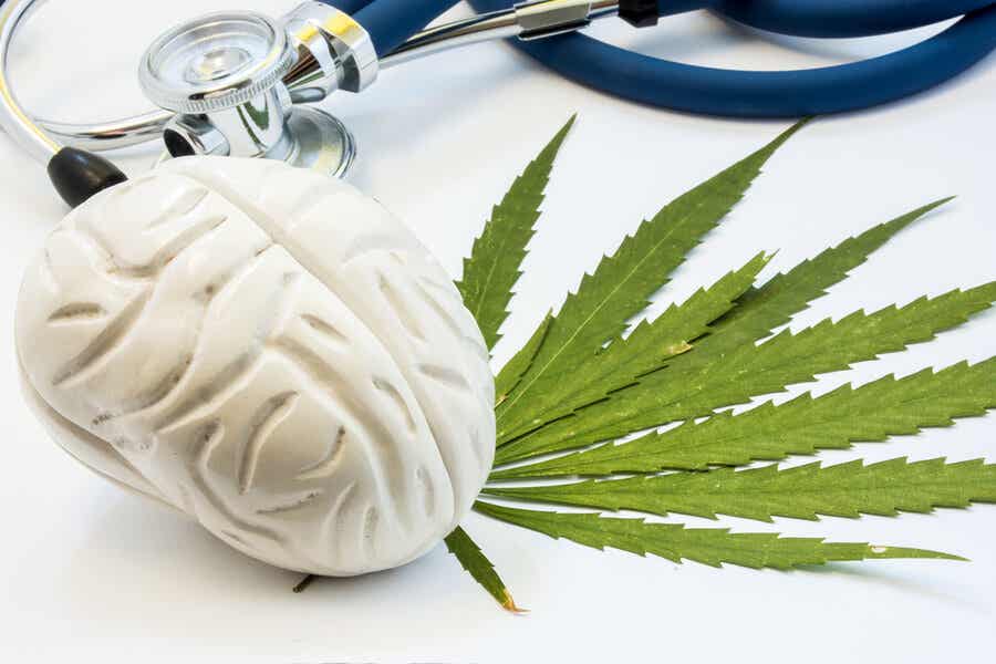 Así afecta el cannabis al cerebro