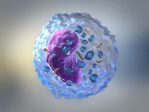 glóbulos blancos en la respuesta inmunitaria