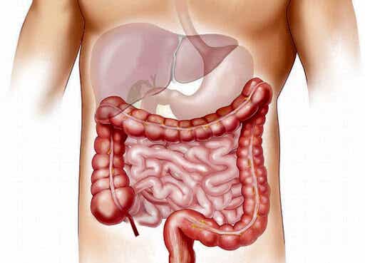 microbiota intestinal normal