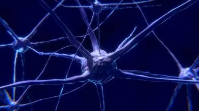 La falta de glucosa y las enfermedades neuromotoras