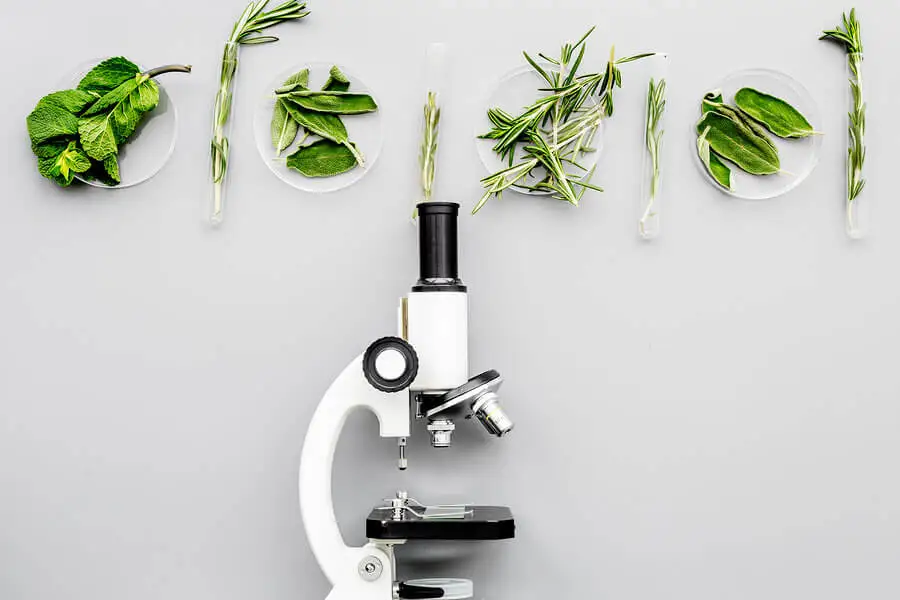 ¿Qué son los alimentos transgénicos?
