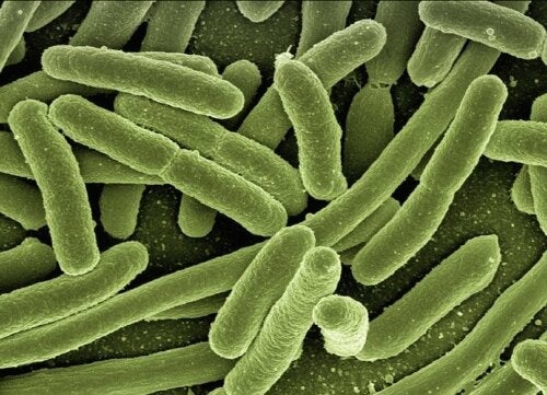 Los fagos para combatir la resistencia a antibióticos
