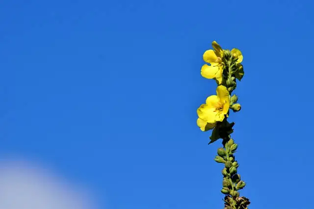 flor de gordolobo