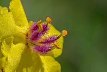 Beneficios y riesgos de la hoja de gordolobo