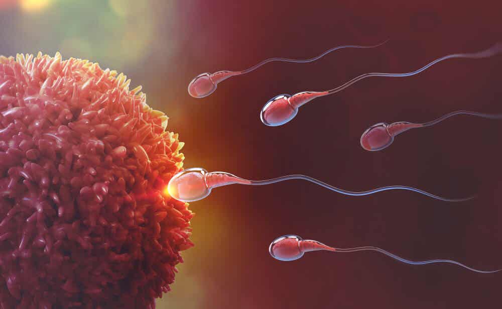 Espermatozoides entrando al óvulo.