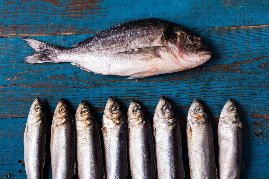 Poisson bleu.