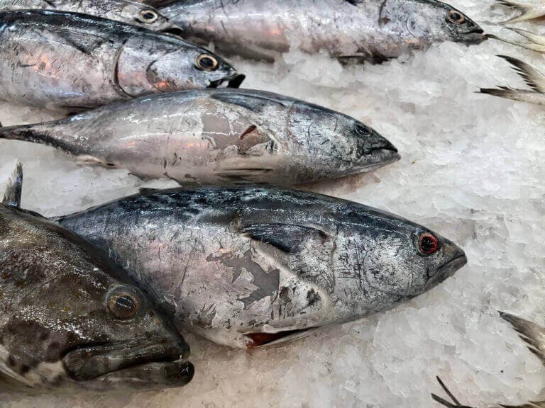 ¿Cómo identificar un pescado en mal estado?