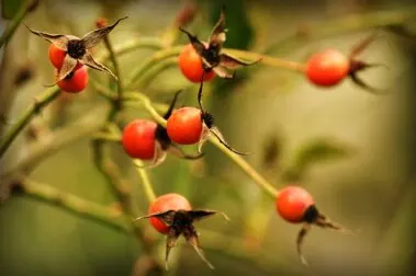 Beneficios y precauciones del té de rosa mosqueta