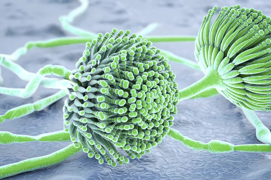 Aspergilosis en los pulmones