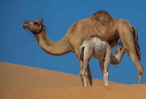 Leche de camella: propiedades y beneficios